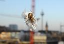 spinne_03.jpg