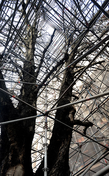 cw_baum_04a.jpg